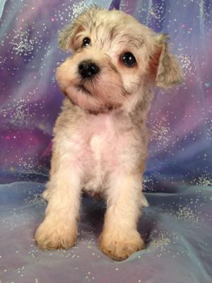 Male Schnoodle Puppy for sale #5 Born June 3rd. Schnoodle Breeders in Minnesota and Illinois are welcome at Purebredpups!
